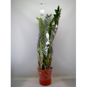 Zamioculcas zamiifolia