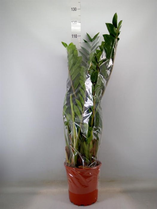 <h4>Zamioculcas zamiifolia</h4>