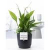 Spathiphyllum in P&PURE Liv ceramics matt black
