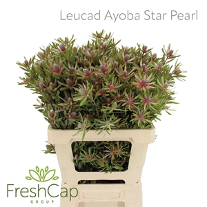 Leucad Ayoba Star Pearl
