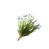 Allium Blue