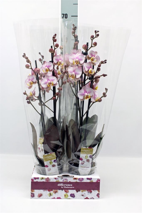 <h4>Phalaenopsis   ...</h4>