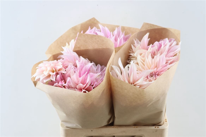 <h4>Dahlia Cafe Au Lait 60cm Extra</h4>