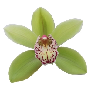 Cymbidium Hans