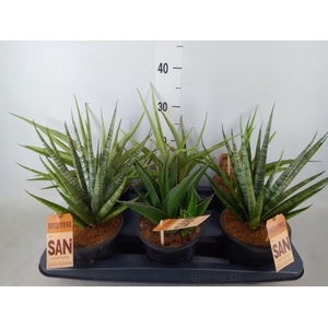 Sansevieria cyl.  ...