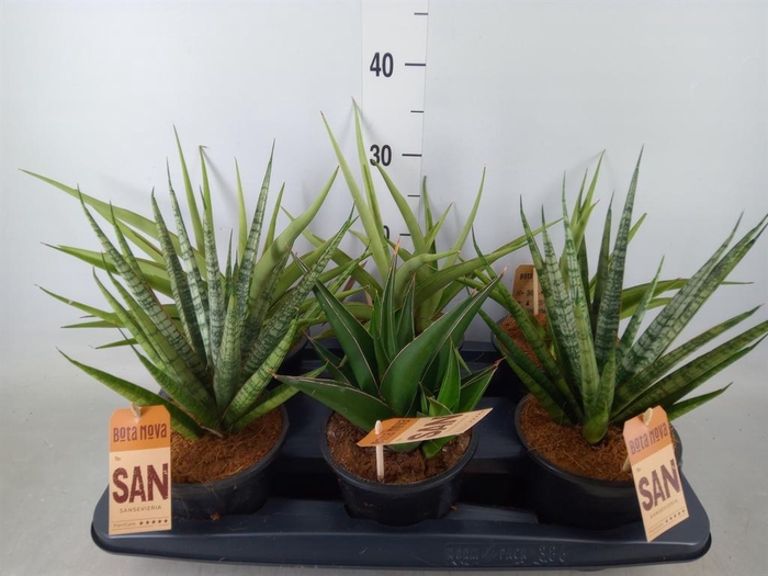<h4>Sansevieria cyl.  ...</h4>