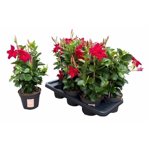MANDE SUN RED