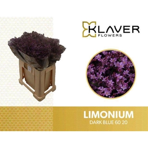 Limonium Safora Dark Blue  Klaver