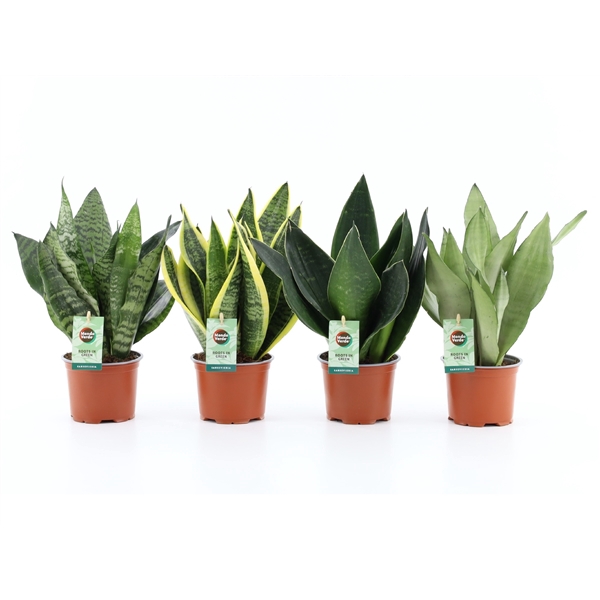 <h4>Sansevieria Mix 4 soorten</h4>