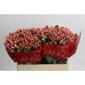 Hypericum Sweet Romance