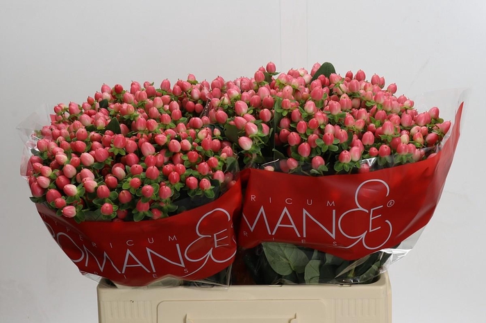 <h4>Hypericum Sweet Romance</h4>