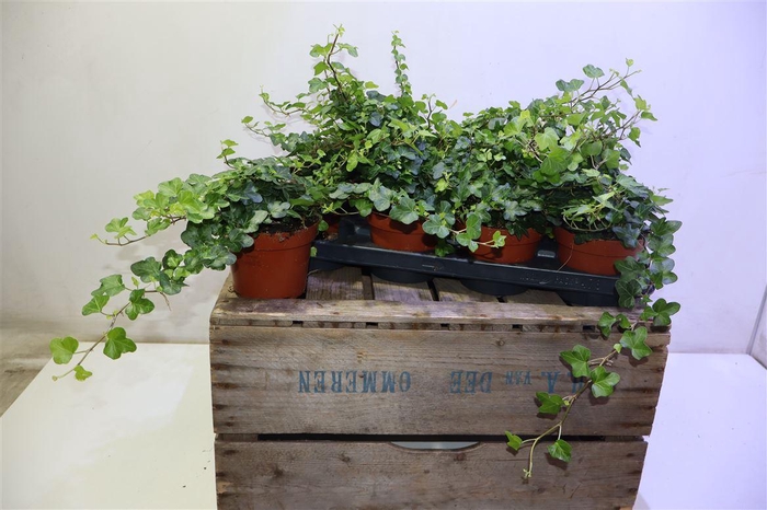 <h4>arr8 Hed He Wonder</h4>