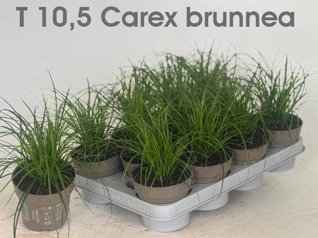 CAREX BRUNNEA