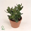 Crassula Ovata 10Ø 20cm