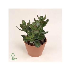CRASS OVATA
