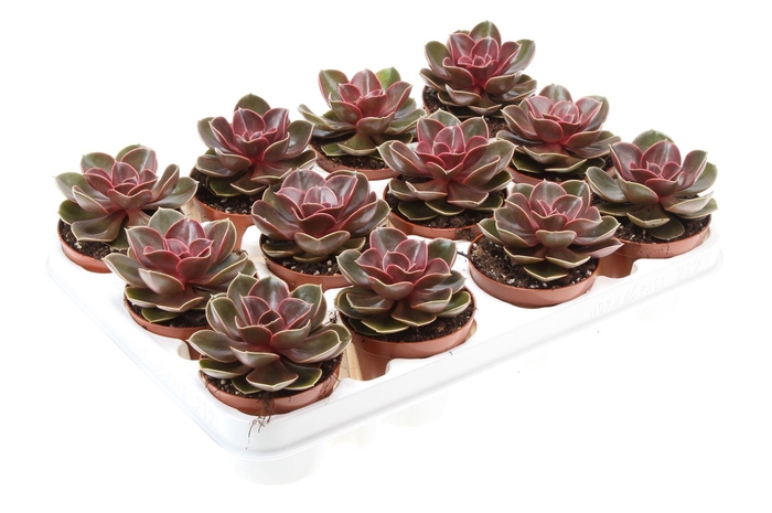 <h4>Echeveria  'Perle von Nurnberg'</h4>