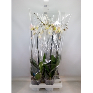 Phalaenopsis   ...white