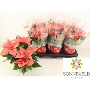 EUPHOR POINSETTIA PINK P14