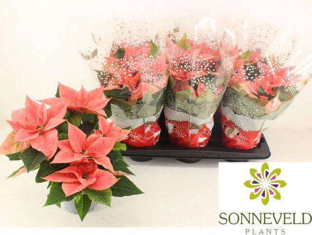 <h4>EUPHOR POINSETTIA PINK P14</h4>