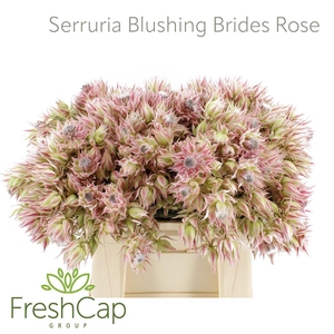 Serruria Blushing Brides Rose 6-9 Flwr