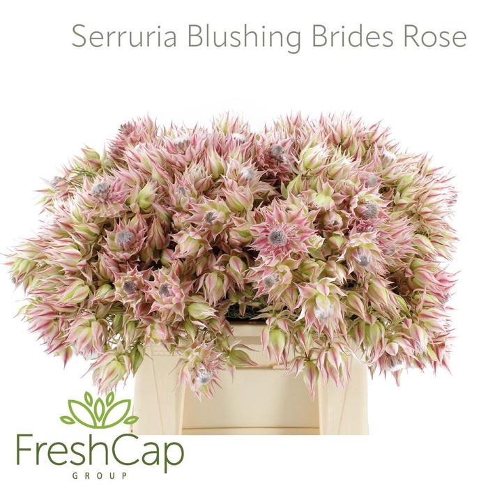 <h4>Serruria Blushing Brides Rose 6-9 Flwr</h4>