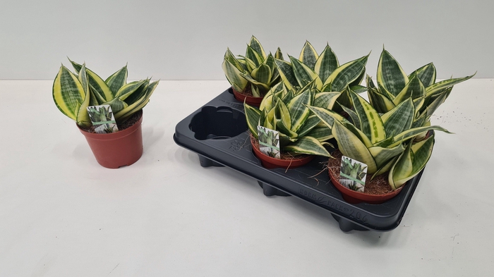 <h4>SANSEV HAHNII</h4>