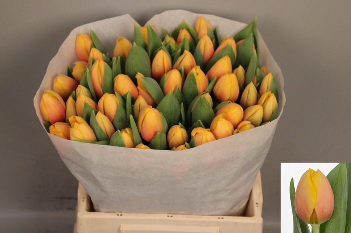 <h4>TU EN MARIT</h4>