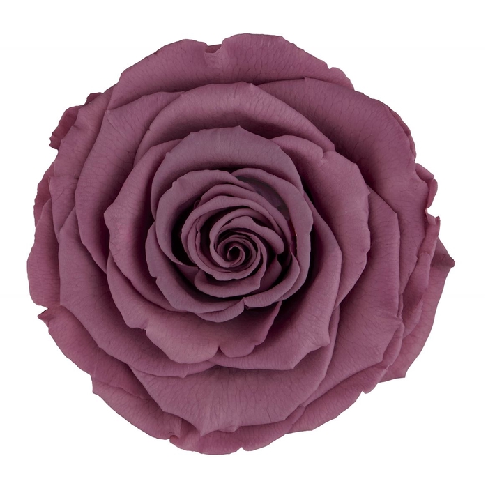 <h4>Z PRESERVED ROSA MINI WARMI VIO 02</h4>