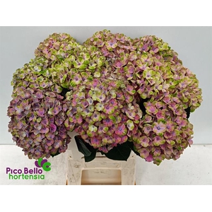 Hydrangea mag coral