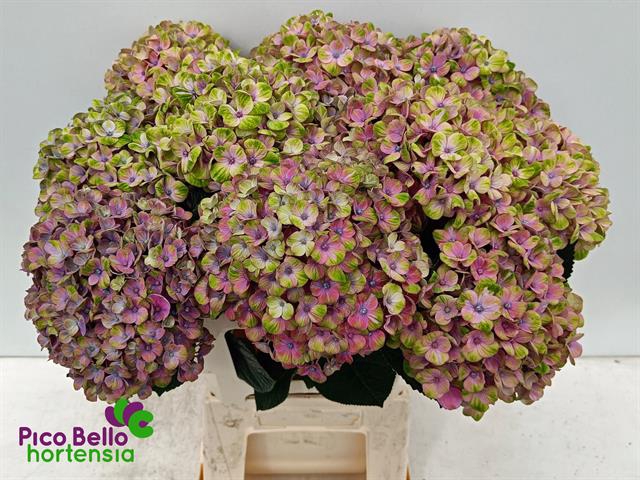 <h4>Hydrangea mag coral</h4>