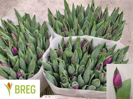 <h4>Tu En Roeska</h4>