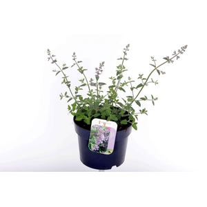Nepeta faassenii Walkers Low