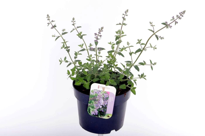 <h4>Nepeta faassenii Walkers Low</h4>