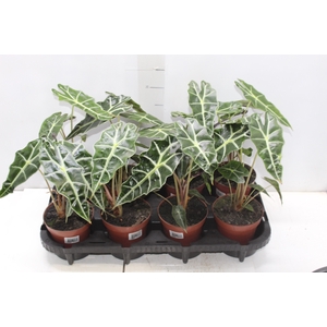 ALOCASIA POLLY P12