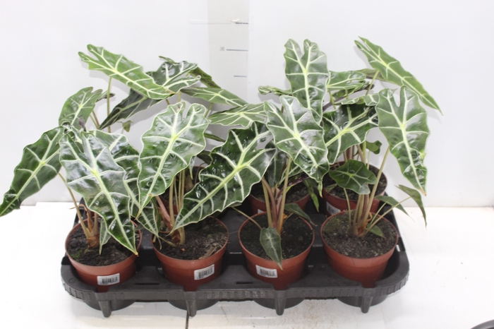 <h4>ALOCASIA POLLY P12</h4>