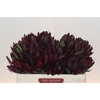 Leucadendron Saf Sunset Dark Red
