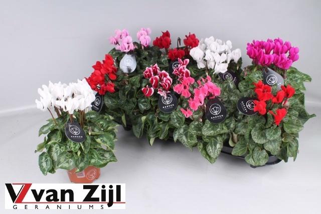 <h4>CYCL KL GARDEN</h4>