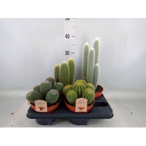 Cactus   ...mix