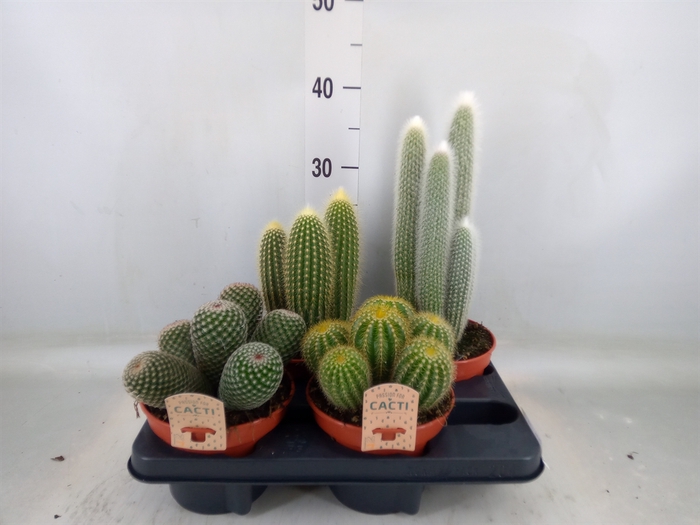 <h4>Cactus   ...mix</h4>