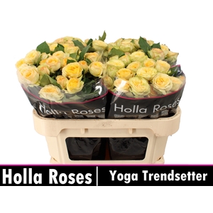 Yoga Trendsetter