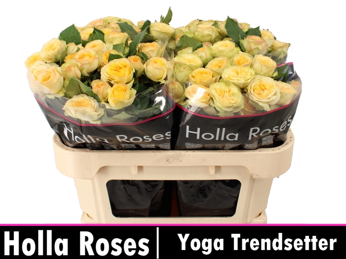 Yoga Trendsetter