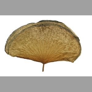 Deco Basic Lotus Leave 23gr Med 10pcs/bag