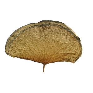 Deco Basic Lotus Leave 23gr Med 10pcs/bag