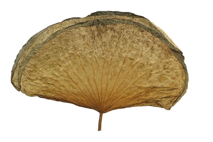 <h4>Deco Basic Lotus Leave 23gr Med 10pcs/bag</h4>