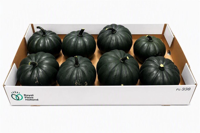<h4>Sier Cuc P Black Cat X8</h4>