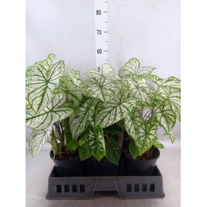 Caladium   ...