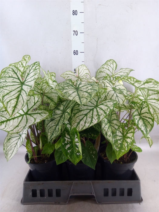 <h4>Caladium   ...</h4>
