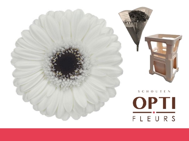 <h4>Germini Lido Water</h4>