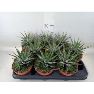 Haworthia fasciata 'Big Band'