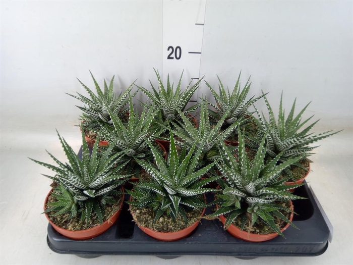 <h4>Haworthia fasciata 'Big Band'</h4>